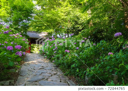 Hydrangea Temple in Mikawa, Honkoji Temple <Nukata-gun, Aichi Prefecture> Hydrangea Temple in Mikawa, Honkoji Temple <Nukata-gun, Aichi Prefecture> 72844765