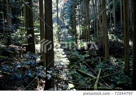 從丹波市金賀坂的金賀坂公園到惡魔的橋，山路上的大樹通向金山城的廢墟，陽光透過縫隙照耀 72844797