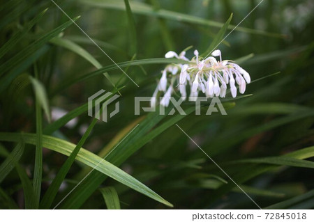 野草nosil花 72845018