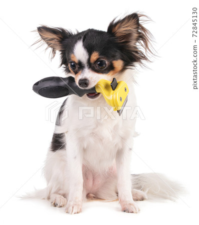 Chihuahua brush outlet