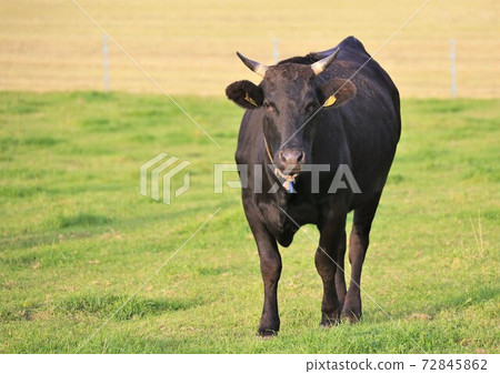 Japanese beef Japanese beef 72845862