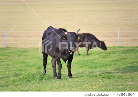 Japanese beef Japanese beef 72845864