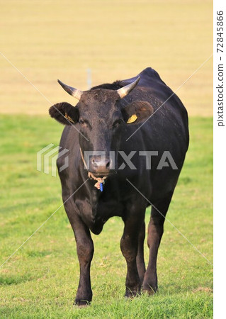 Japanese beef Japanese beef 72845866