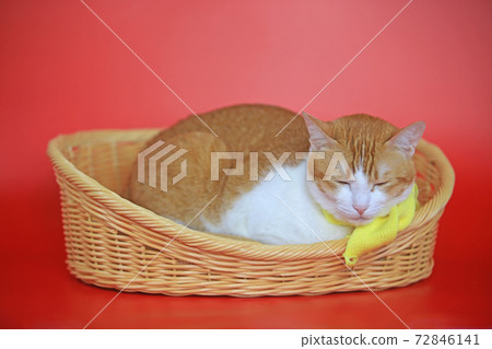 cat in the basket with winter style cat in the basket with winter style 72846141