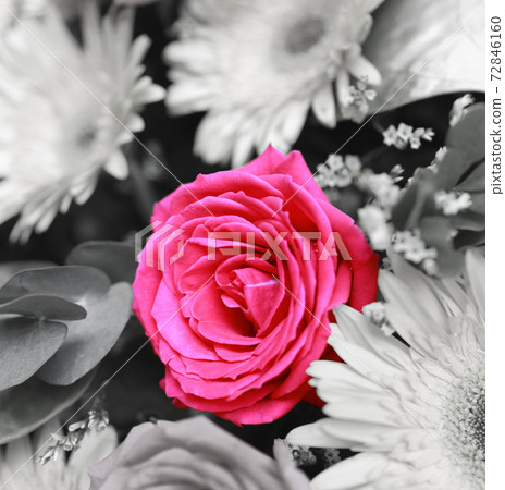 isolated red rose from the different flowers 72846160