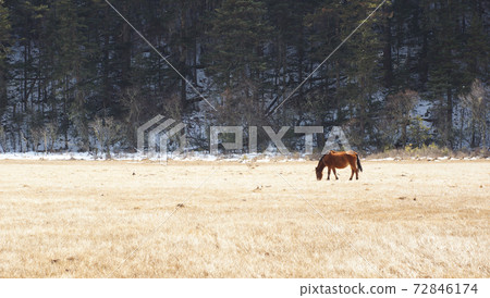 horse looking back in the grassland in western china, grass land background in pudacuo national park 72846174