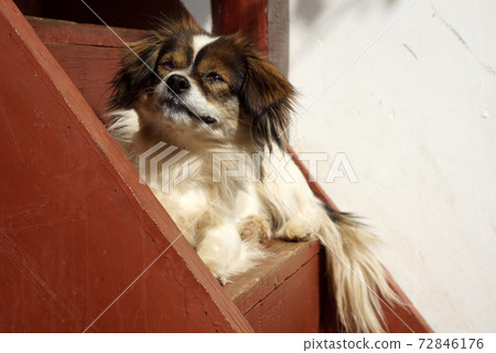 sleep dog on the stair sleep dog on the stair 72846176