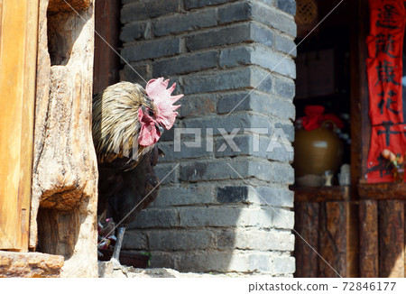 china livestock chicken china livestock chicken 72846177