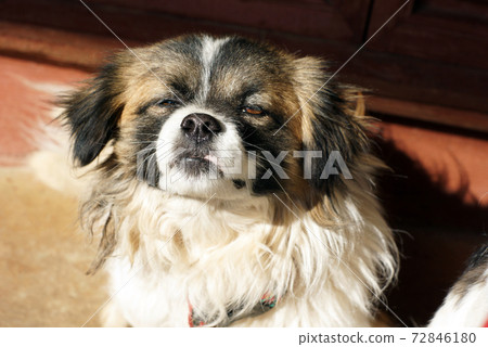 sleep dog on the stair sleep dog on the stair 72846180