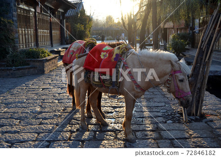 Horses for riding is take a rest in Shuhe area Horses for riding is take a rest in Shuhe area 72846182