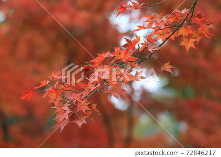 beautiful red leaves under the bright sun light view in japan garden at Kyoto 72846217