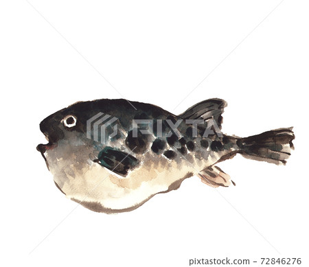 河豚河豚川貝特拉海鮮食品白色背景與副本空間[水彩插圖] 72846276