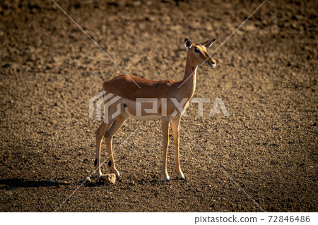 Female common impala stands on bare earth 72846486