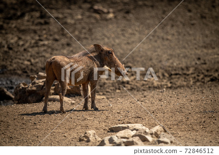 Common warthog stands turning head at waterhole 72846512