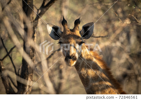 Close-up of southern giraffe staring in trees 72846561