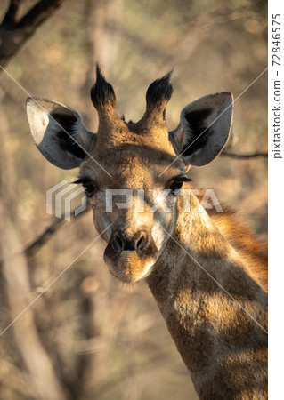 Close-up of southern giraffe looking at camera Close-up of southern giraffe looking at camera 72846575