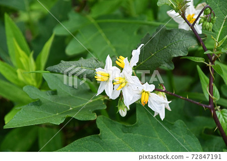 Shirobana horsenettle (white flower horsenettle) flower 72847191