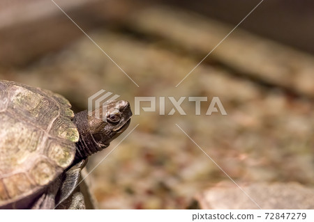 Turtle 72847279