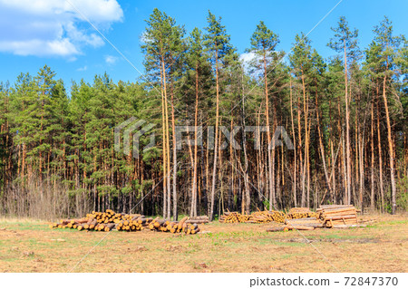 Stacked tree trunks felled by the logging timber industry in pine forest 72847370