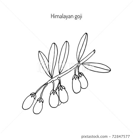 Goji berry branch 72847577
