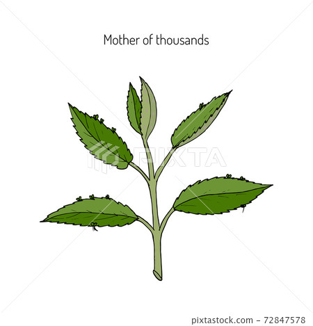 Bryophyllum daigremontianum, Mother of Thousands 72847578