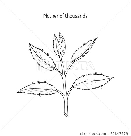 Bryophyllum daigremontianum, Mother of Thousands 72847579