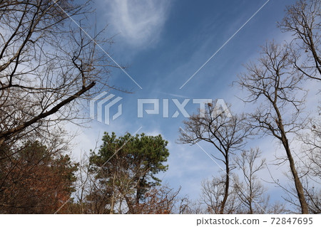 Tree branch with blue sky 72847695