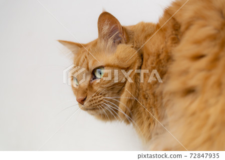 A staring cat, a tea tabby cat A staring cat, a tea tabby cat 72847935