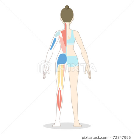 女性全身肌肉矢量圖 女性全身肌肉矢量圖 72847996
