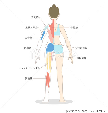 Female whole body muscle vector illustration 72847997