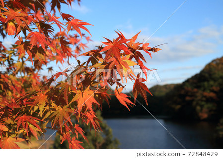 龜山湖（光津市）的秋葉 72848429