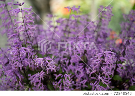 莫娜薰衣草 72848543