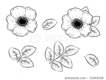 art floral wild roses set with leaves 72848588