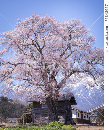 One cherry tree in Yamanashi Prefecture One cherry tree in Yamanashi Prefecture 72848627