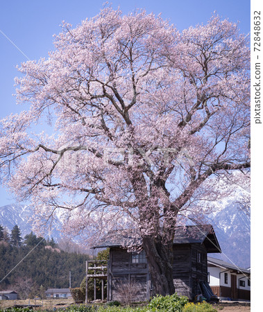One cherry tree in Yamanashi Prefecture One cherry tree in Yamanashi Prefecture 72848632