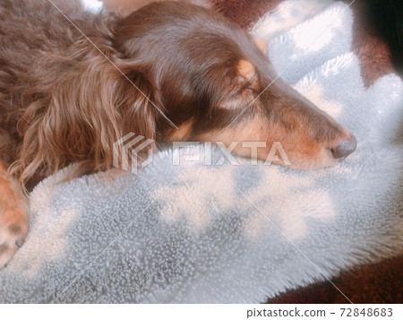 Chocotan's miniature dachshund taking a nap Chocotan's miniature dachshund taking a nap 72848683