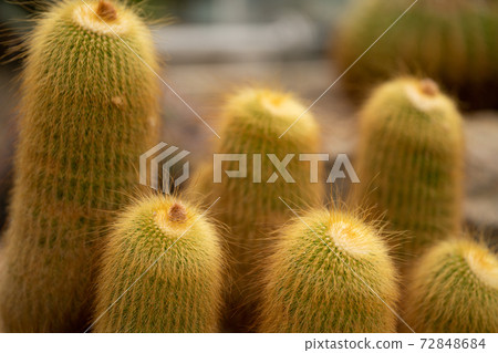 Succulent plant cactus Succulent plant cactus 72848684