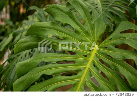 Monstera 72848829