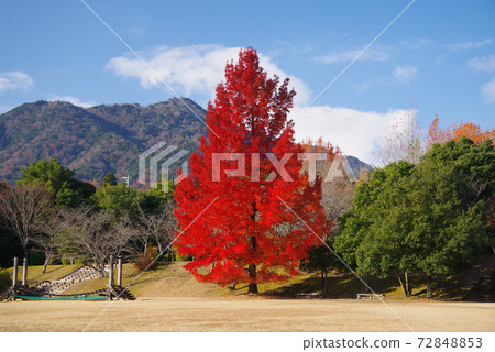 Red Christmas tree (Mie Prefectural Forest / Large Fuu Tree) Red Christmas tree (Mie Prefectural Forest / Large Fuu Tree) 72848853