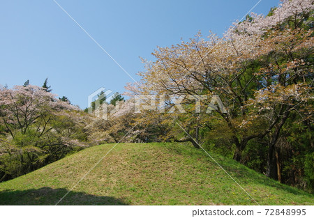 姬塚櫻花的芝山小峰峰（千葉縣山武郡橫芝三町） 72848995