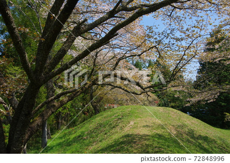 姬塚櫻花的芝山小峰峰（千葉縣山武郡橫芝三町） 72848996
