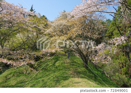 Shibayama Kofungun, Himezuka Sakura (Yokoshibahikari Town, Sambu District, Chiba Prefecture) Shibayama Kofungun, Himezuka Sakura (Yokoshibahikari Town, Sambu District, Chiba Prefecture) 72849001