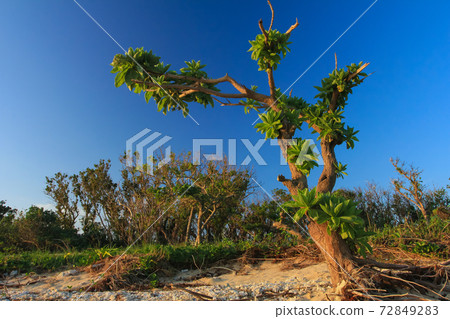 沖繩石垣島Monpa樹 72849283