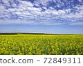 Canola field (Australia) 72849311