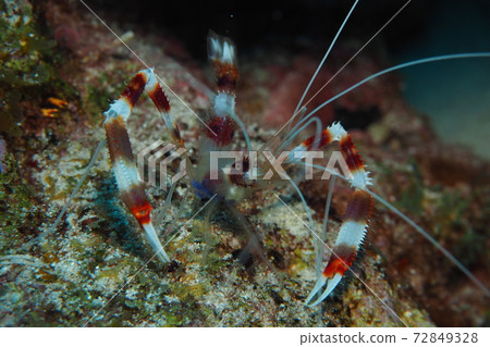 Otohime shrimp Okinawa sea 72849328
