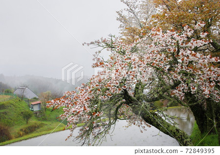 春雨中的三朵櫻花 春雨中的三朵櫻花 72849395