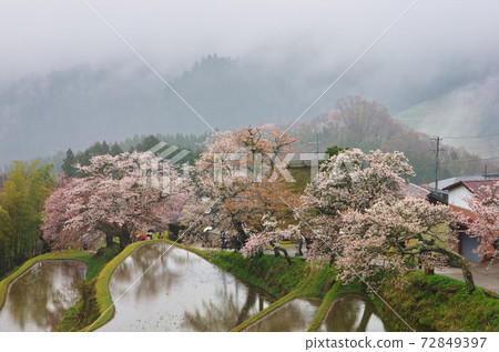 Misugi cherry blossoms falling in the vermicelli Misugi cherry blossoms falling in the vermicelli 72849397