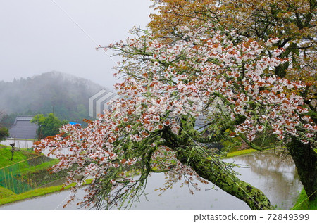 春雨中的三朵櫻花 春雨中的三朵櫻花 72849399