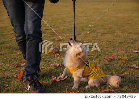 Image of dog walking Image of dog walking 72849489