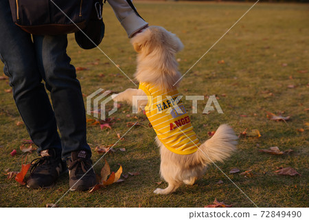 Image of dog walking Image of dog walking 72849490
